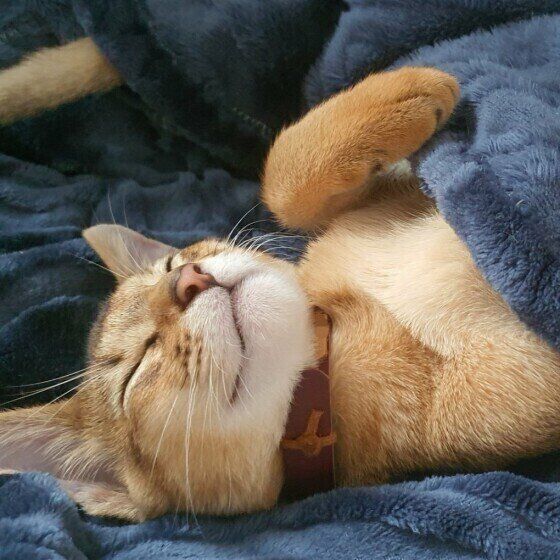 アビシニアン