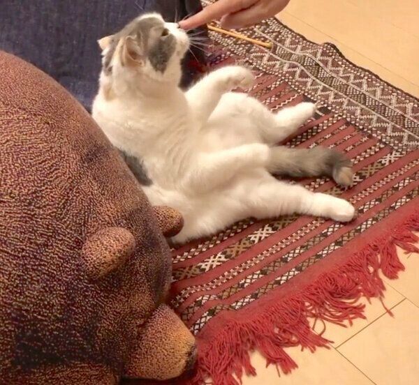 飼い主さんとぬるい戦いを繰り広げるねね子ちゃん