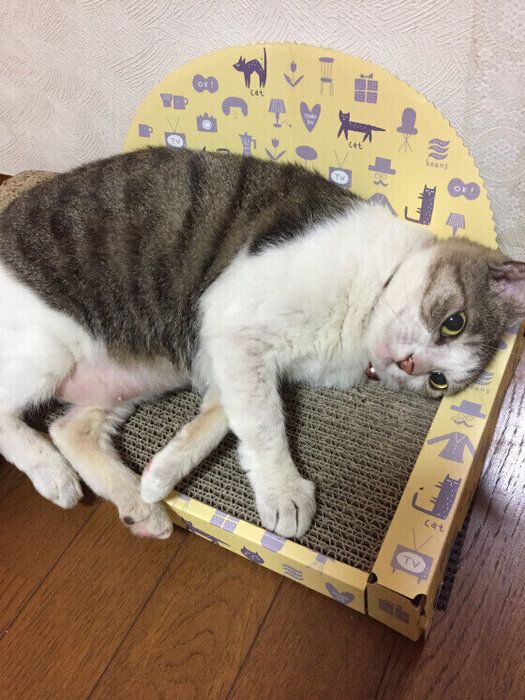 爪とぎベッドでくつろぐ猫