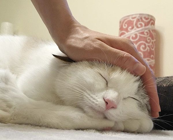 あおいちゃん