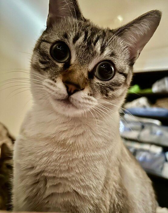 見つめるゆりちゃん