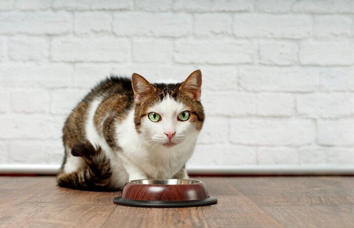 画像/iStock、Getty Images Plus