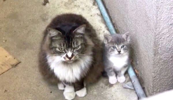 ねこかますさんの目の前に現れた因縁の母猫と子猫