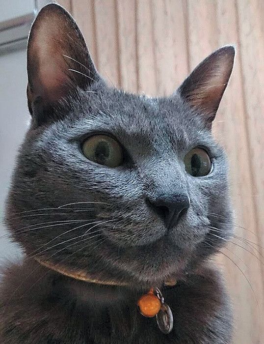 見つめる猫