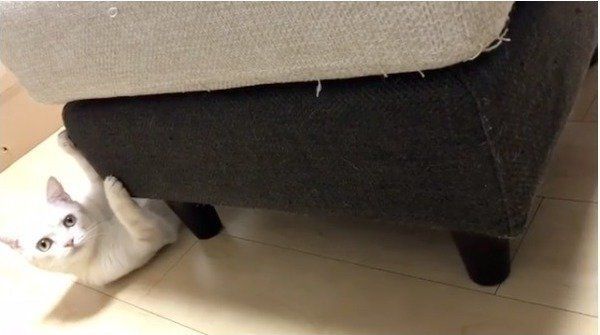 忍者ニャンコ