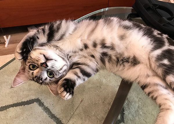 寝転ぶ猫