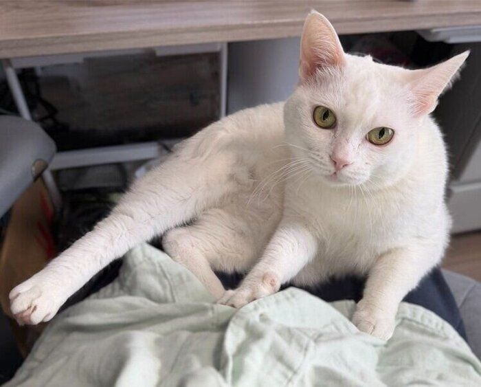 飼い主さんのひざにのるぐうちゃん