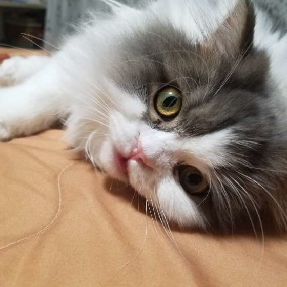 ごろごろする猫