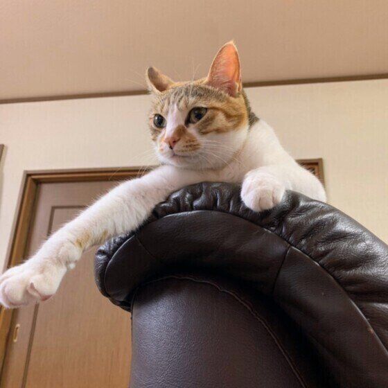 くつろぐ猫