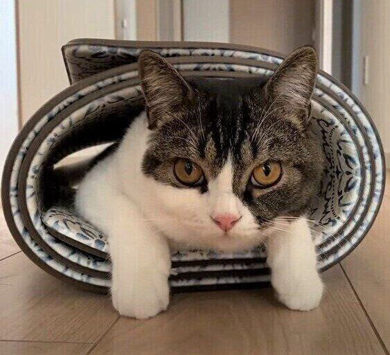 穴に入る猫