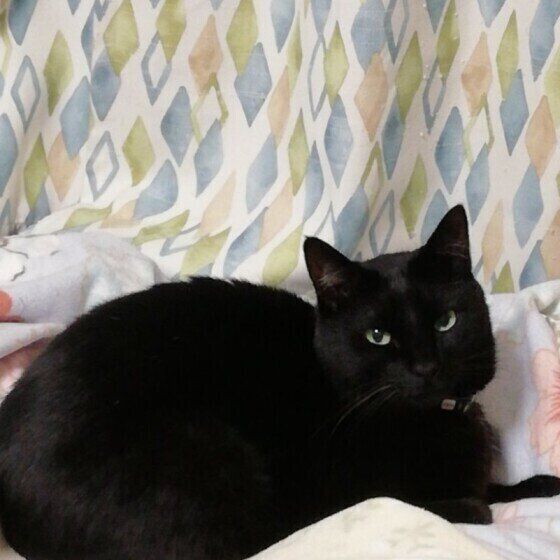 カメラを見つめる黒猫(MIX、オス)