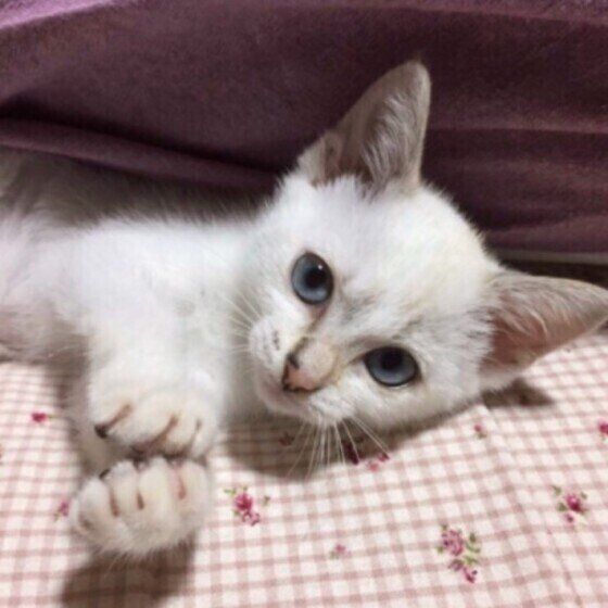 見つめるシャム猫
