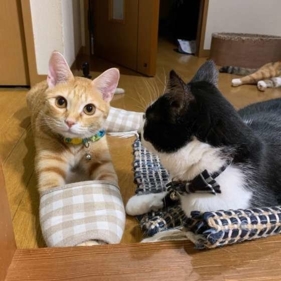 遊ぶ猫