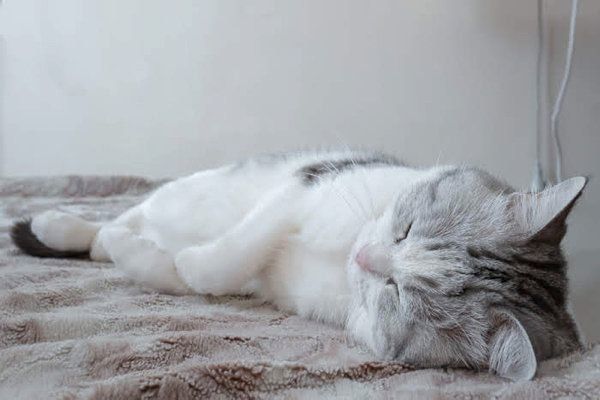 横になる猫