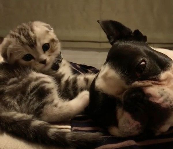 自由奔放な子猫