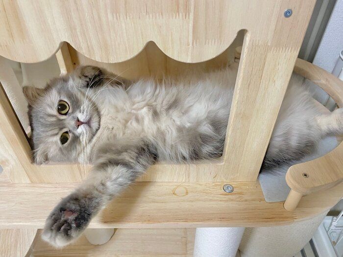 寝転がるロッシュくん