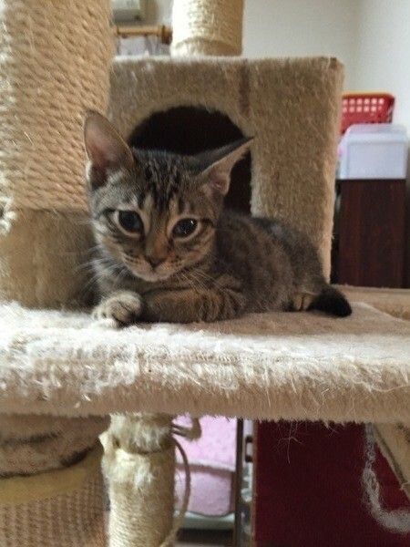 オシキャット