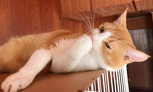 見つめる猫