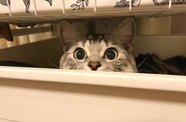 見つめる猫