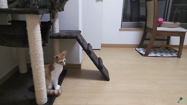 見つめる猫
