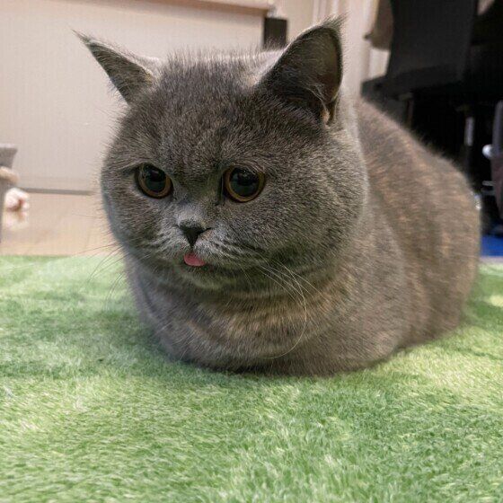 さくらちゃん