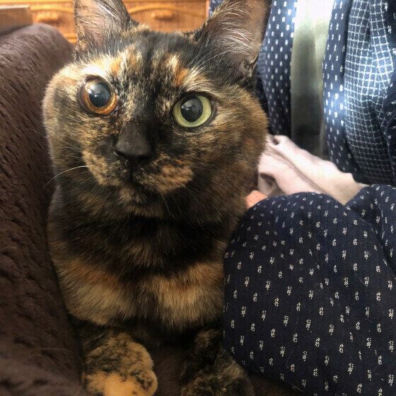 MIXサビのポンちゃん