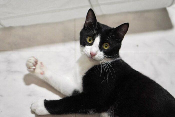 子猫みたいな顔がかわいいしゃちくん