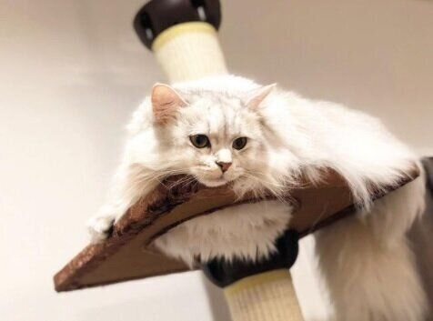 ねこのきもちWEB MAGAZINE ねこの日企画「MEN'S CAT」