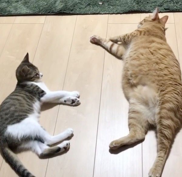 突然電池が切れる猫