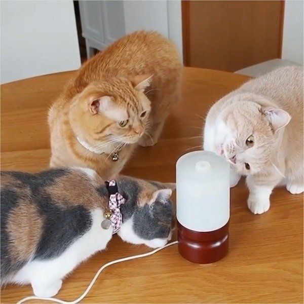 加湿器が気になるマンチカン3姉妹