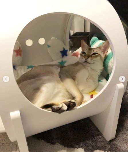 ベッドから足を出して寝転ぶ猫