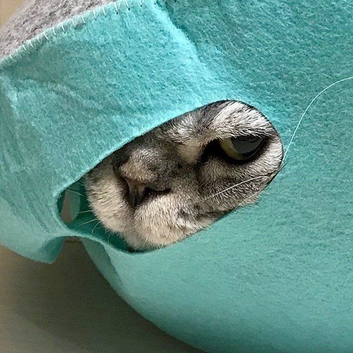 @tacos_cat
