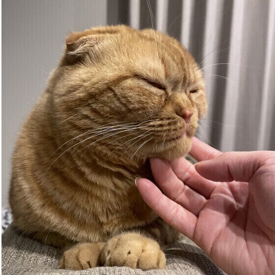 甘えん坊のスコティッシュフォールド