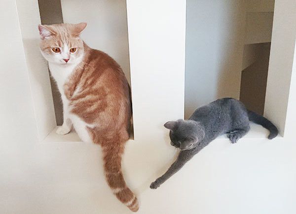 2匹の猫