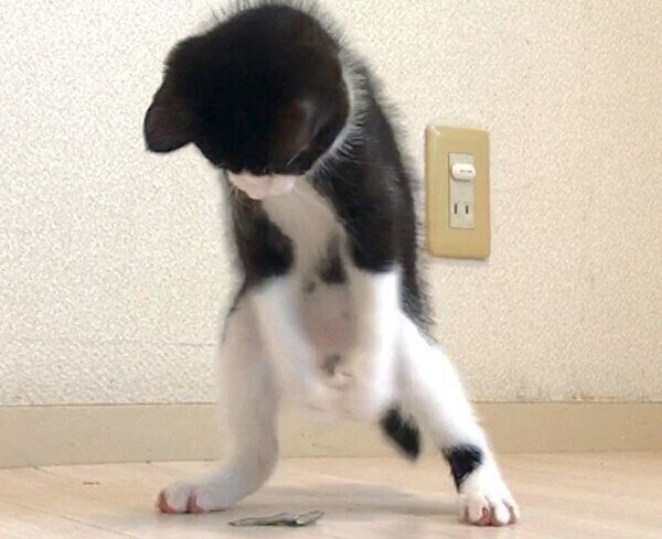 立ち上がるむーくん