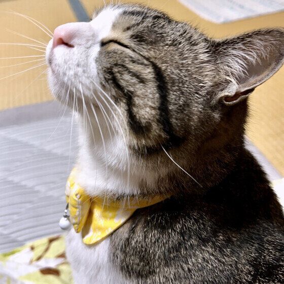 目を閉じるキジトラ猫