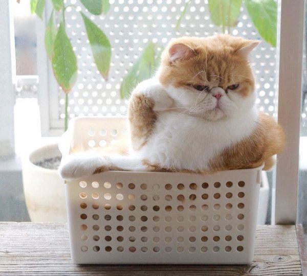 ボックスに入るエキゾチックショートヘア