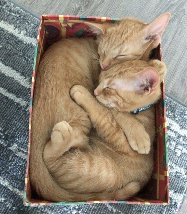 仲良く眠るトラくんとコテツくん