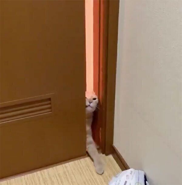 ドアをすり抜けようとするひのきちゃん
