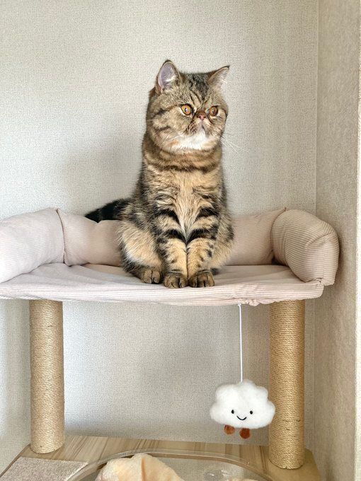 キャットタワーの上に座るエキゾチックショートヘア