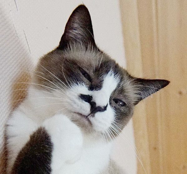 見つめる猫