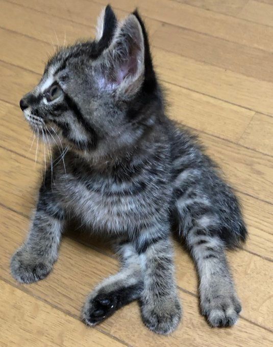 床でくつろぐ子猫