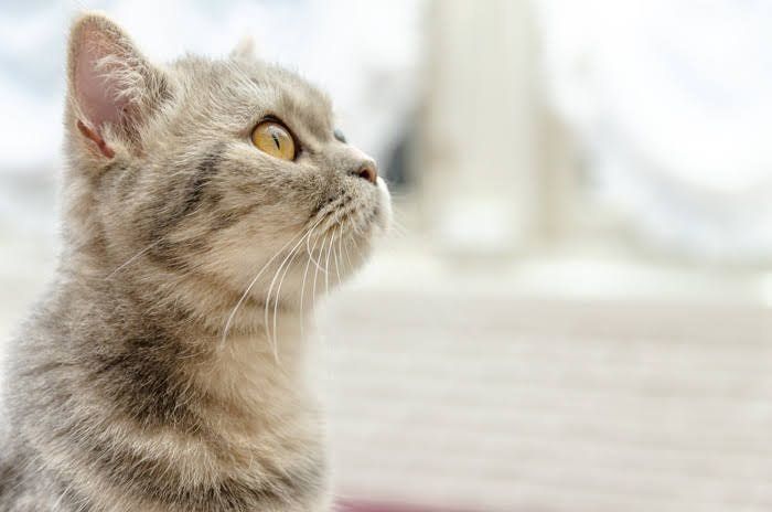 見上げている猫