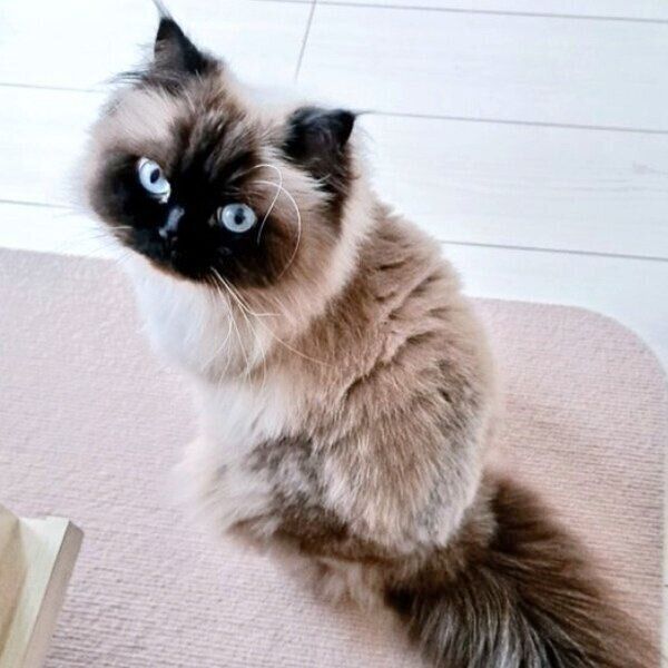 夏毛のハルくん。