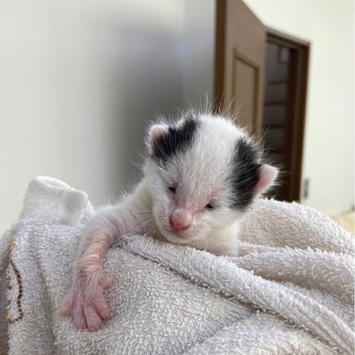 目があいたばかりの子猫