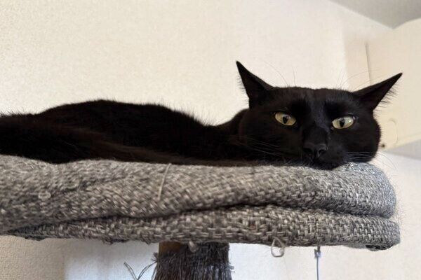 キャットタワーで横長になるシャオくん