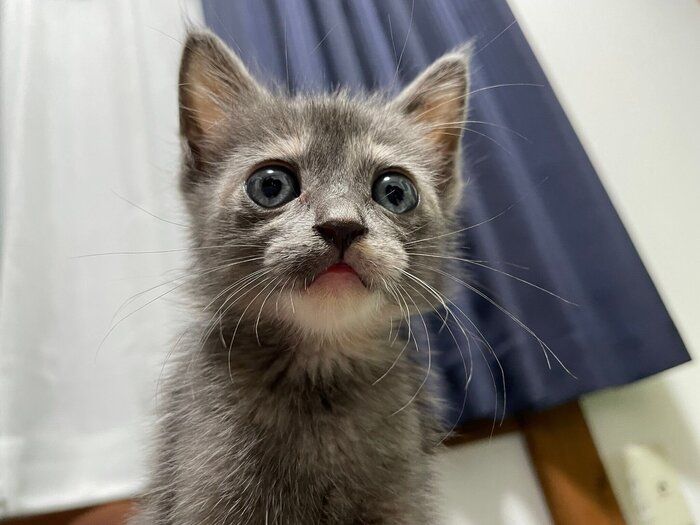保護から1週間後の子猫