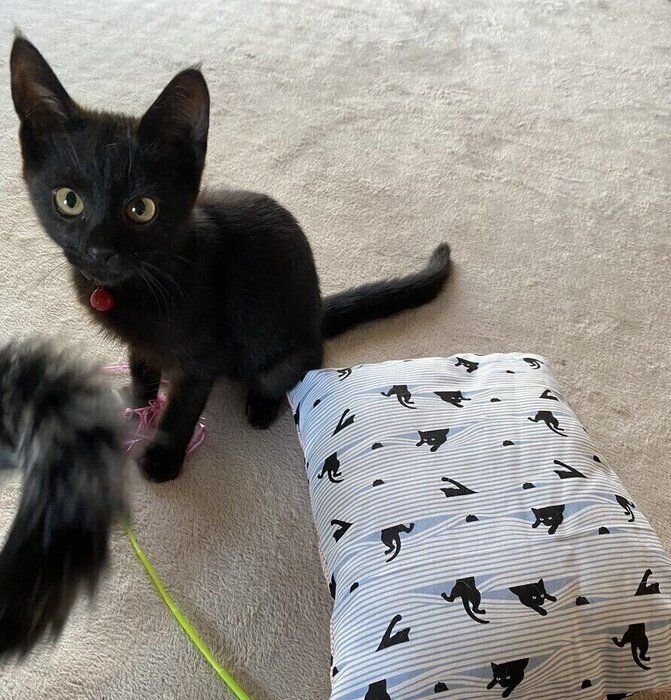 見つめるうにくん