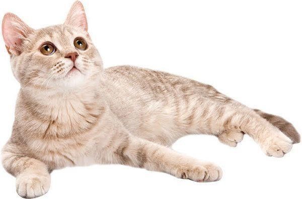 見上げる猫