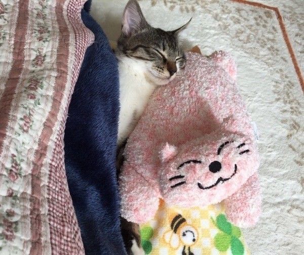 アメリカンワイヤーヘア猫と枕